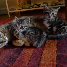 Image pour l'annonce Donne chatons tigrés