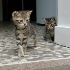 Image pour l'annonce Donne chatons tigrés