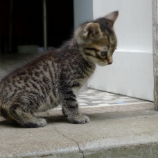Image pour l'annonce Donne chatons tigrés