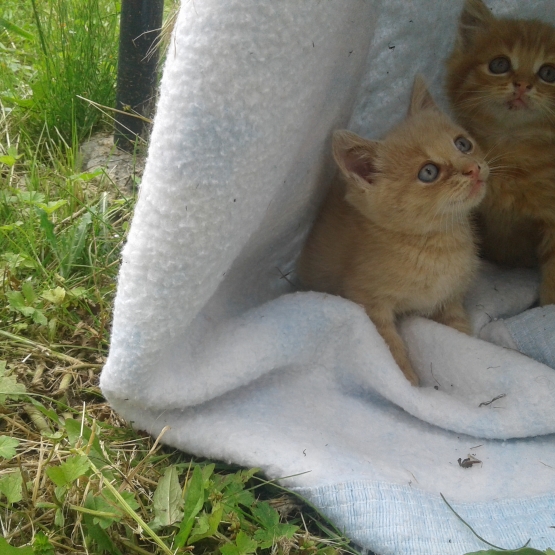 Image pour l'annonce chatons a donner