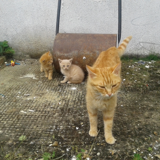 Image pour l'annonce chatons a donner