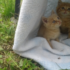 Image pour l'annonce chatons a donner