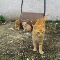 Image pour l'annonce chatons a donner