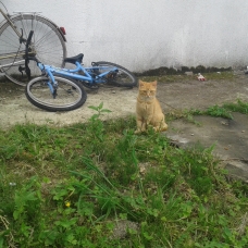 Image pour l'annonce chatons a donner