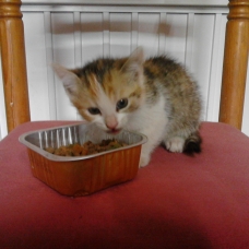 Image pour l'annonce Donne contre bon soin 3 chatons coupés angora