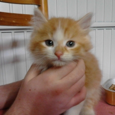 Image pour l'annonce Donne contre bon soin 3 chatons coupés angora