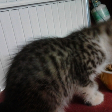 Image pour l'annonce Donne contre bon soin 3 chatons coupés angora