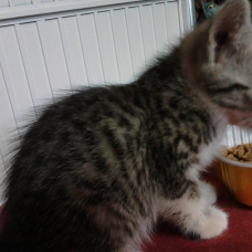 Image pour l'annonce Donne contre bon soin 3 chatons coupés angora