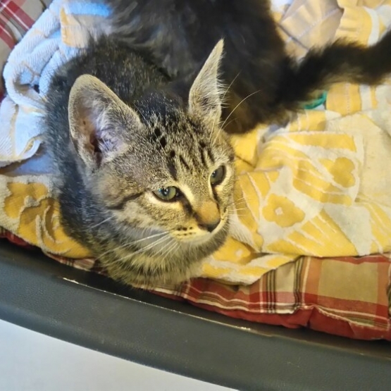 Image pour l'annonce donne chatons