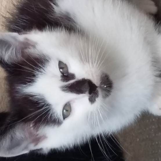 Image pour l'annonce donne chaton