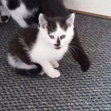 Image pour l'annonce donne chaton