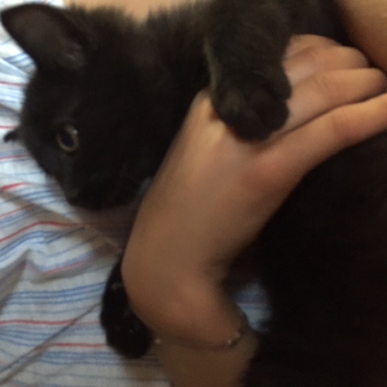 Image pour l'annonce CHATON NOIR Mâle et femelle