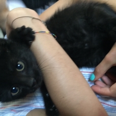 Image pour l'annonce CHATON NOIR Mâle et femelle