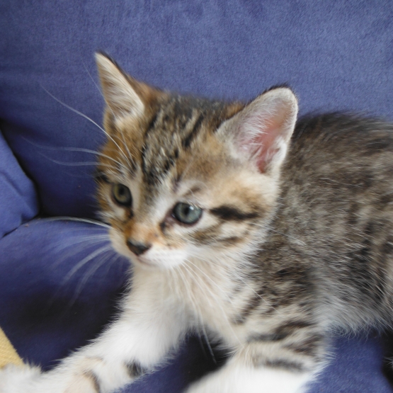Image pour l'annonce trois petits chats à donner