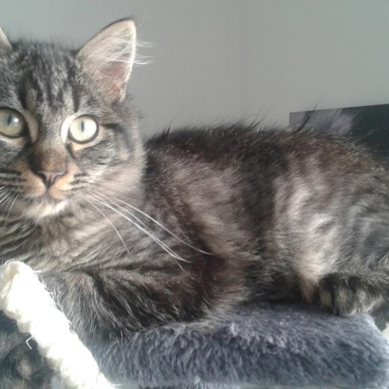 Image pour l'annonce Chat femelle de 11 mois