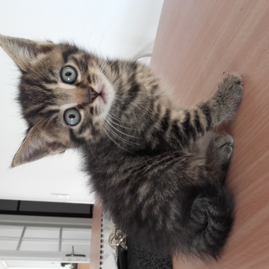 Image pour l'annonce Chaton femelle