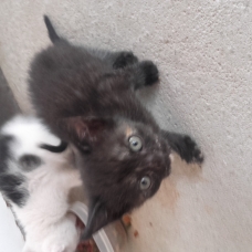 Image pour l'annonce Chaton femelle