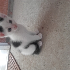 Image pour l'annonce Chaton femelle