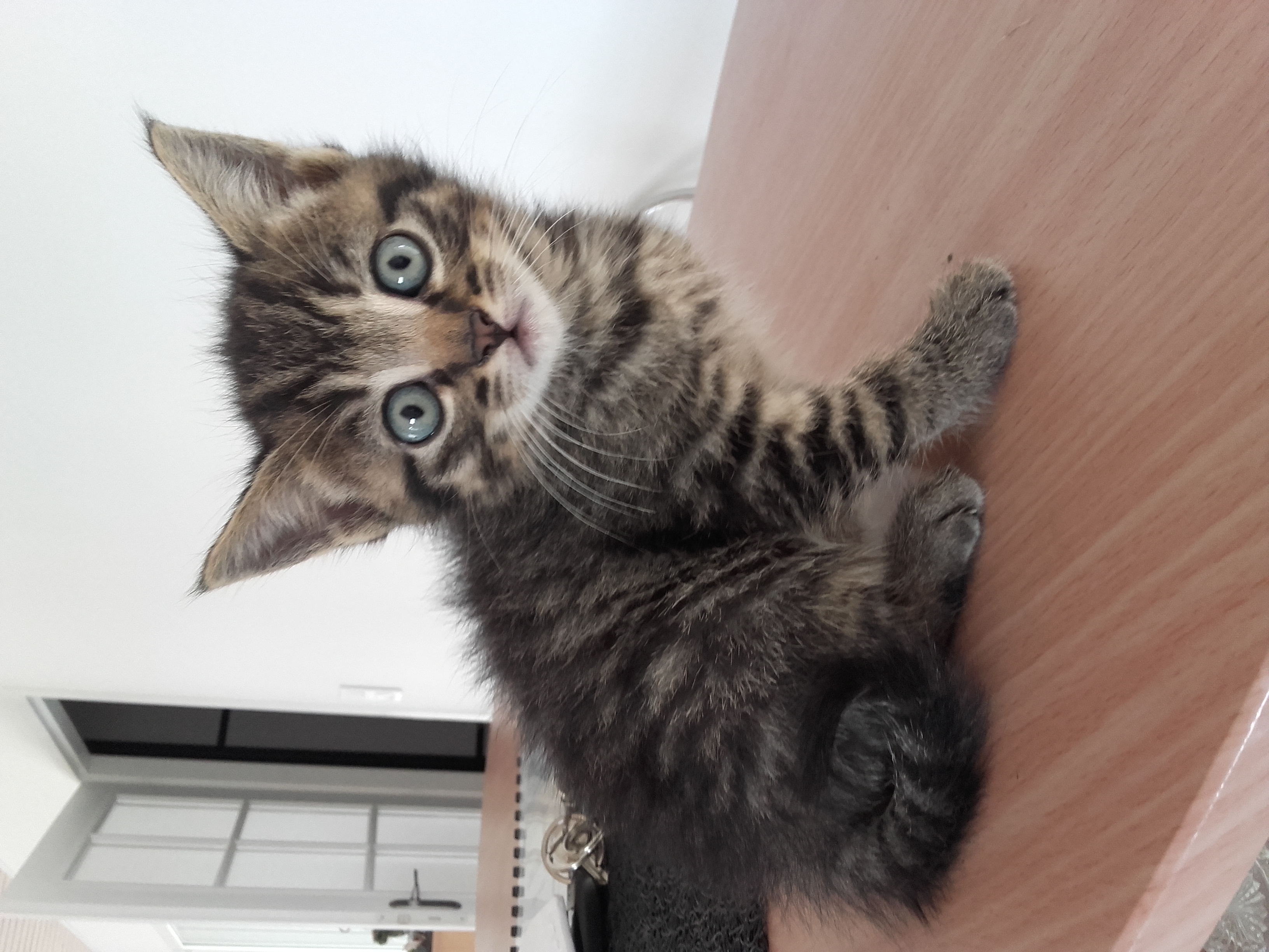 Chaton femelle Vendée (85) - GRATUIT sur Animoz.net