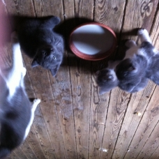Image pour l'annonce Donne chatons