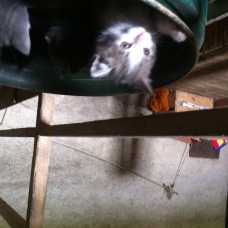 Image pour l'annonce Donne chatons