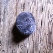 Image pour l'annonce Donne chatons