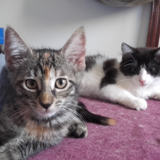 Image pour l'annonce 2 Chatons