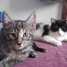 Image pour l'annonce 2 Chatons