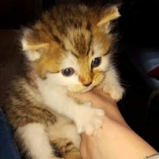 Image pour l'annonce Myloo, adorable mâle à adopter
