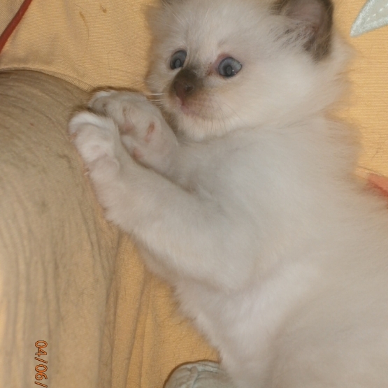 Image pour l'annonce chatons sacrè de birmanie non loof