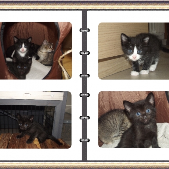 Image pour l'annonce donne chatons