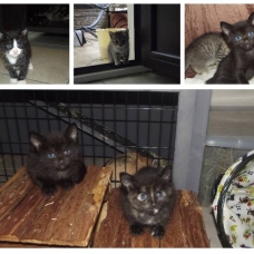Image pour l'annonce donne chatons