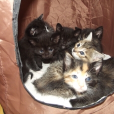 Image pour l'annonce donne chatons