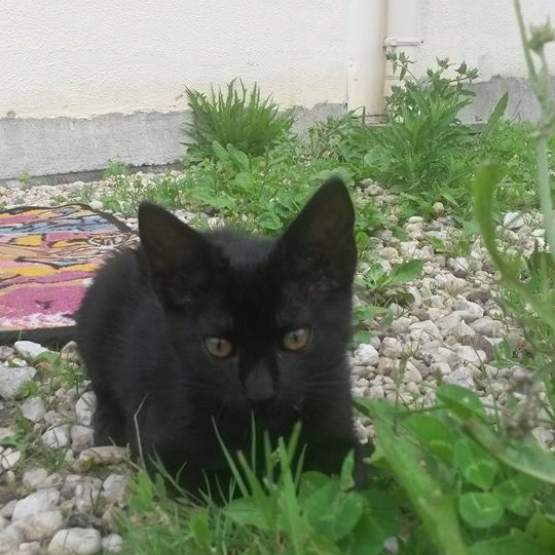 Image pour l'annonce donne deux chatons