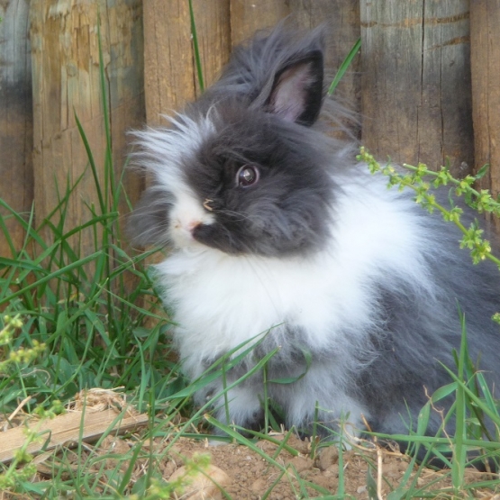 Image pour l'annonce lapins nains angora TEDDY