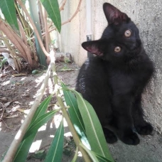Image pour l'annonce Donne adorable chaton