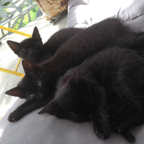 Image pour l'annonce Donne trois chatons noir de 2 mois et demi