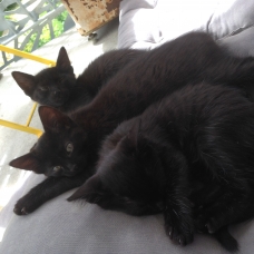Image pour l'annonce Donne trois chatons noir de 2 mois et demi