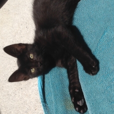 Image pour l'annonce Donne trois chatons noir de 2 mois et demi