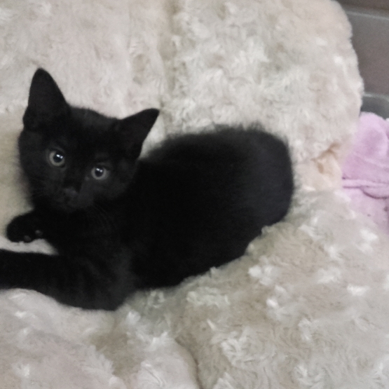 Image pour l'annonce donne 3 chatons adorables