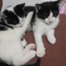 Image pour l'annonce donne 3 chatons adorables