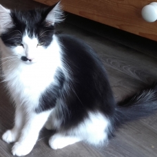 Image pour l'annonce donne 3 chatons adorables