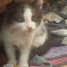 Image pour l'annonce Donne chaton mâle