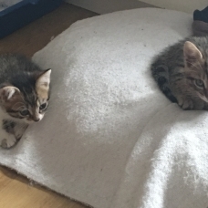 Image pour l'annonce donne 5 chats