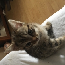 Image pour l'annonce donne 5 chats