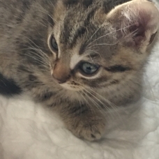 Image pour l'annonce donne 5 chats