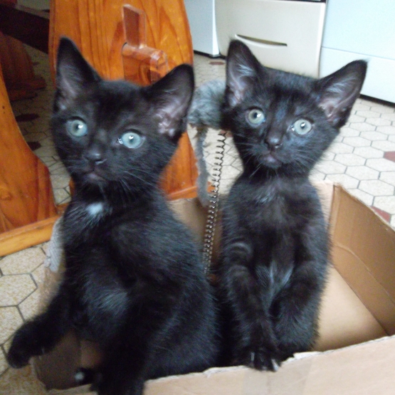 Image pour l'annonce Donne chatons