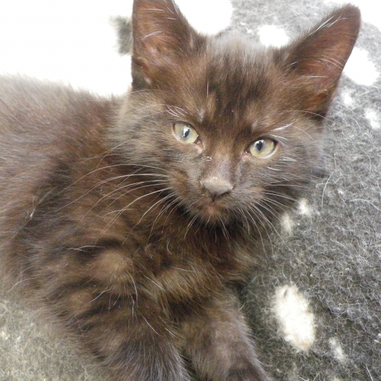 Image pour l'annonce donne 2 chatons