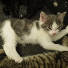 Image pour l'annonce donne 2 chatons