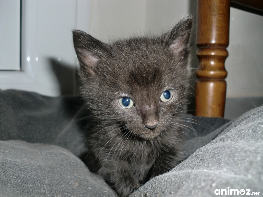 Donne Chatons Finistère (29) GRATUIT sur
